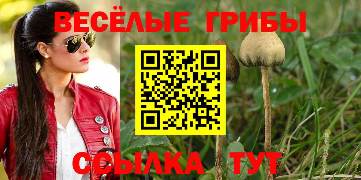 Псилоцибиновые грибы ЛСД  цены наркотик  Псилоцибиновые грибы Cubensis  Котовск  Вход с VPN 